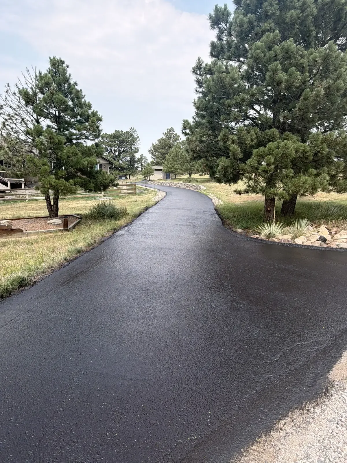 Wet freshly finished asphalt driveway between pine trees — near Security-Widefield, CO