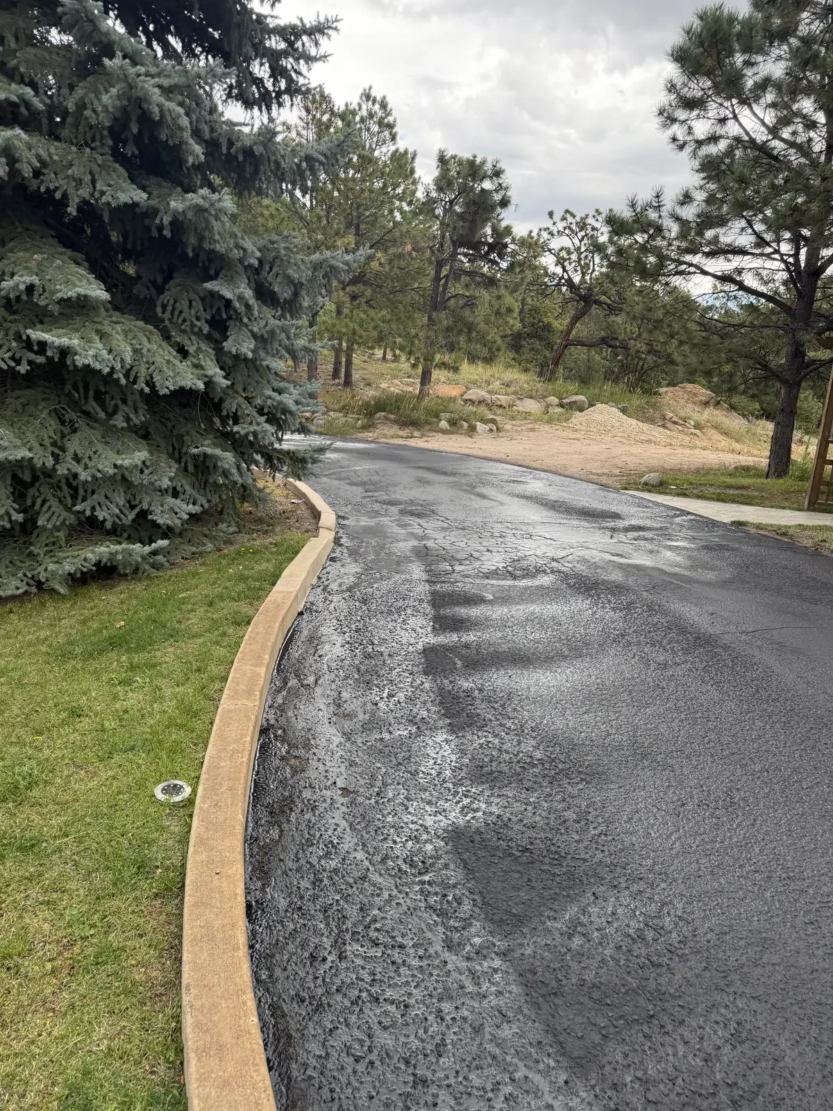 Newly paved residential drive curving past evergreens
